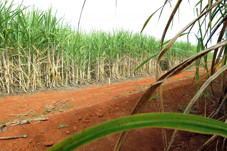 Conab estima produção de 663,4 milhões de toneladas de cana
