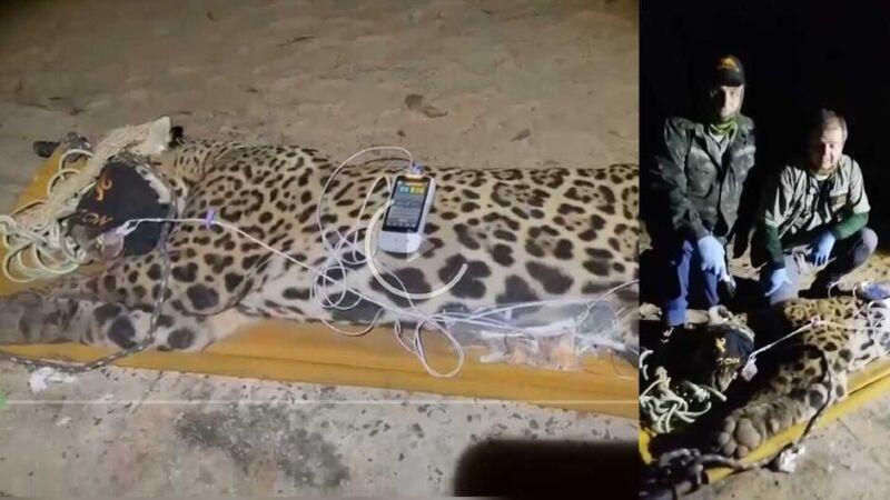Onça que matou caseiro é capturada no Pantanal; veja imagens