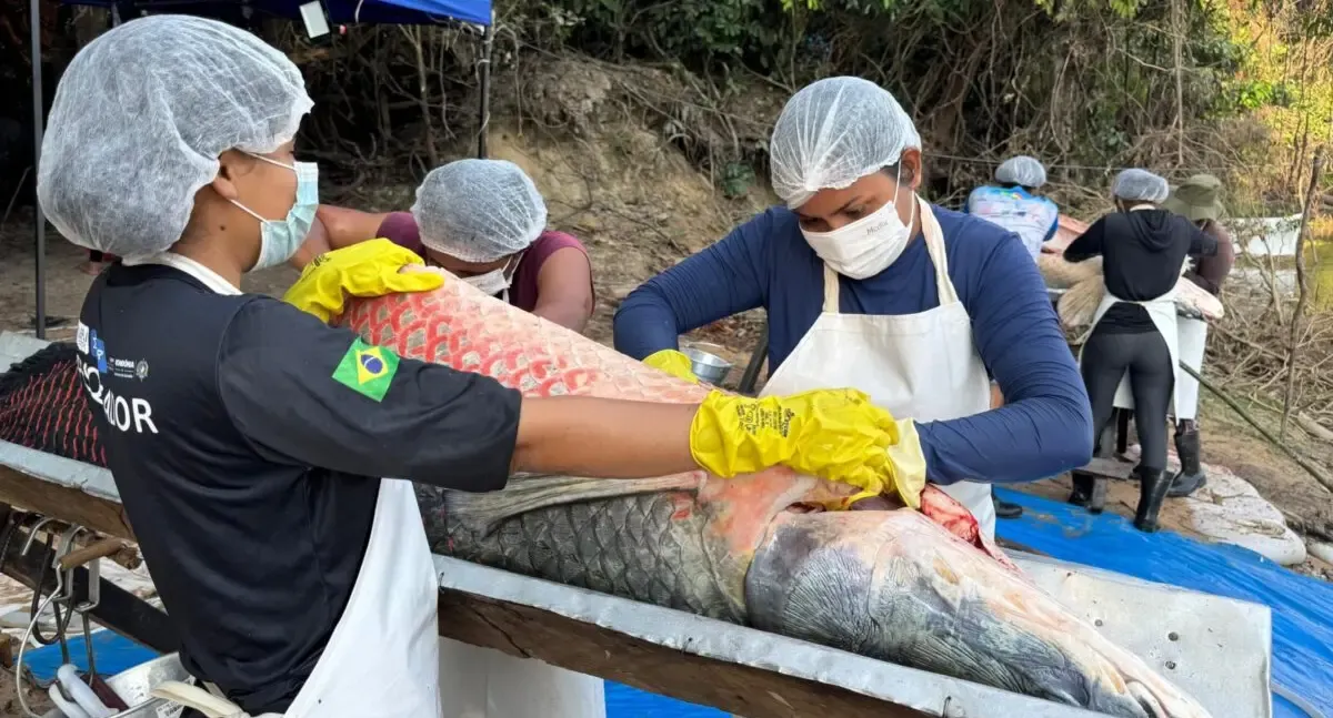 Pesca manejada no Rio Cautário em 2025 retira 160 pirarucus e gera R$ 90 mil em renda comunitária