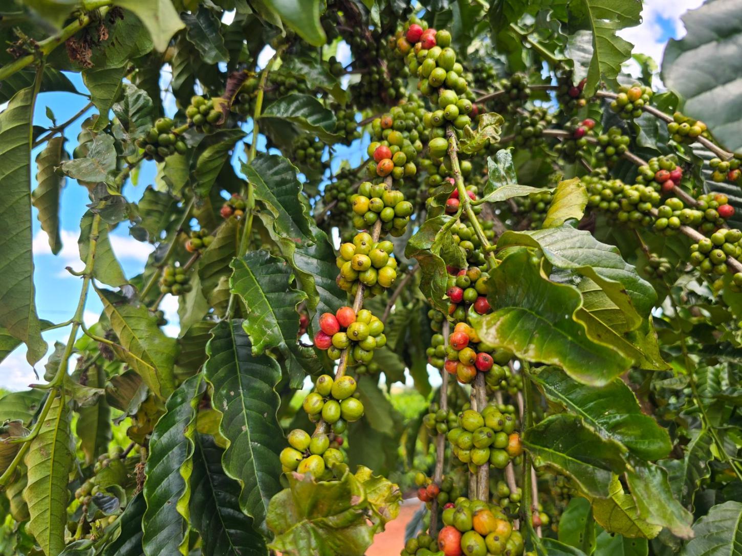 Luizinho Goebel anuncia R$ 218 mil para aquisição de mudas de café em Novo Horizonte do Oeste