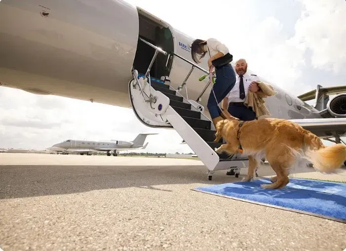 STF derruba lei do RJ que obrigava transporte aéreo gratuito para animais de suporte emocional