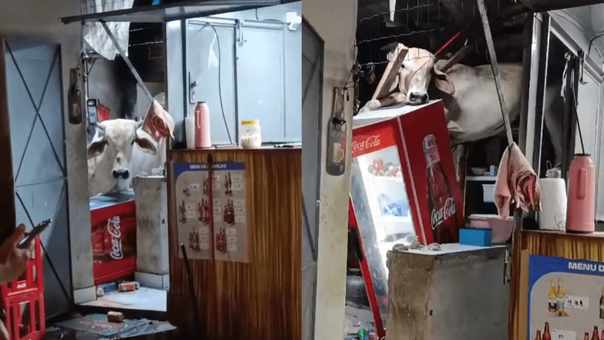 Vídeo: vaca cai em telhado de restaurante no Ceará e causa destruição
