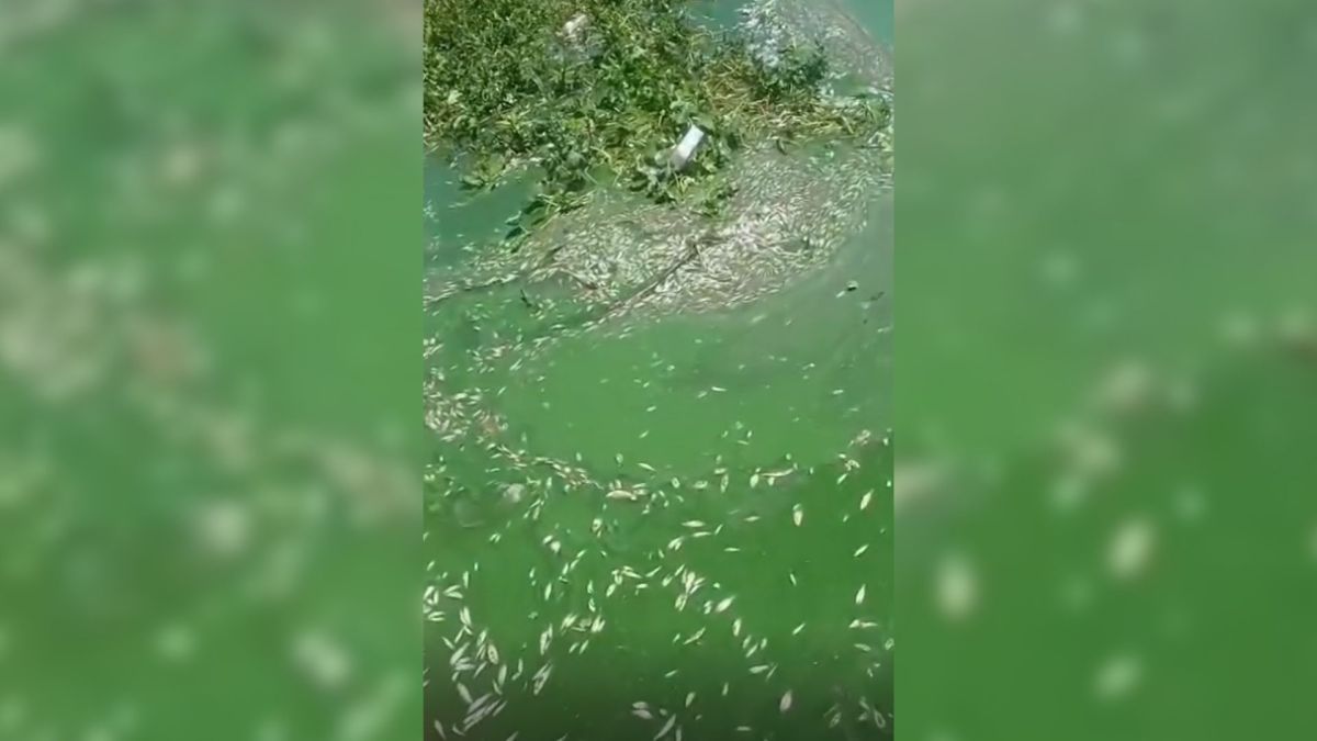 Cardume de peixes mortos aparece na Represa Billings, em SP